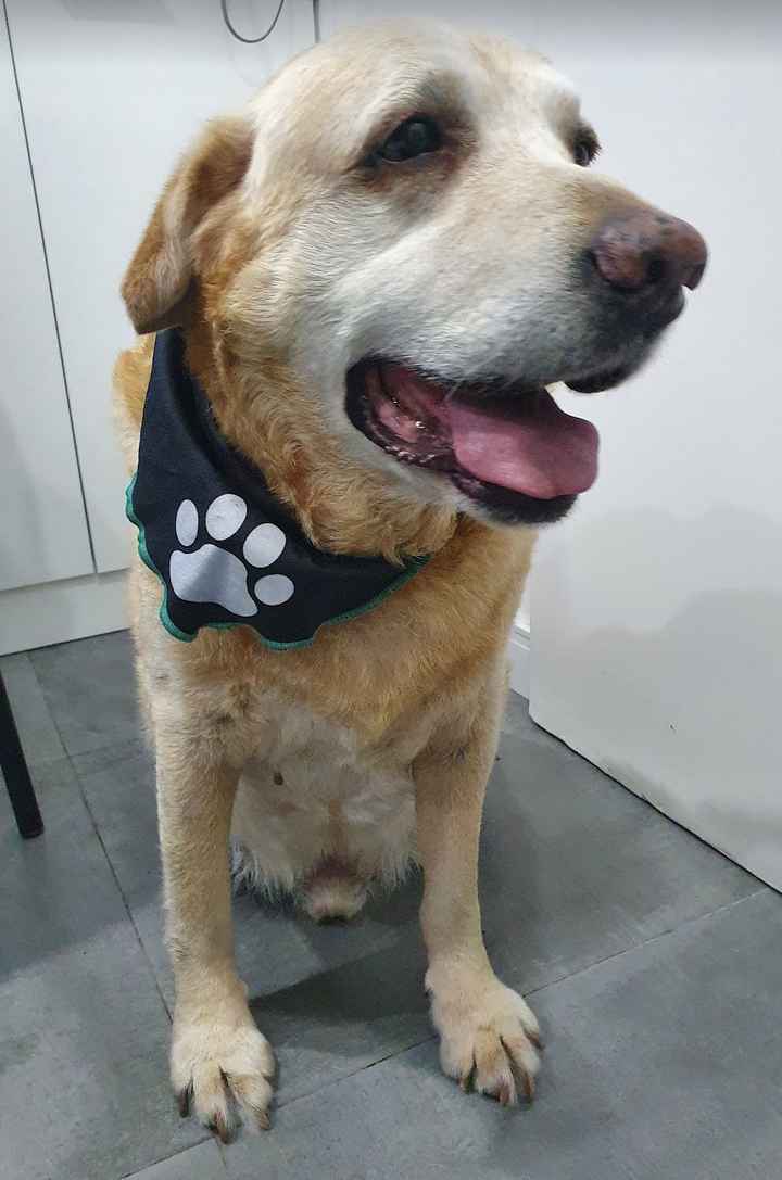 Quando o padre não celebra o casamento sem seu amigo pet 🐶 - 1