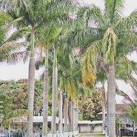 Sítio de casamento - 3