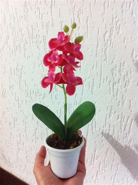 mini orquideas, comparia no ceasa, mas mesmo assim teria que ser uma por familia para equilibrar os 