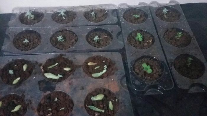 Enfeite de mesa/lembrancinha suculentas e garrafas - 4