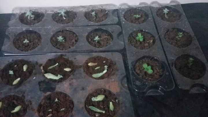 Enfeite de mesa/lembrancinha suculentas e garrafas - 4