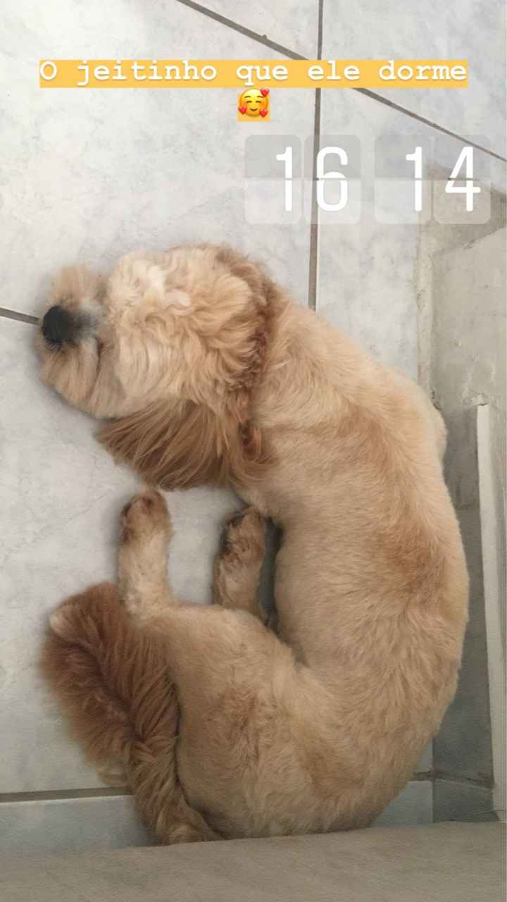 Quem aqui tem um filho de quatro patas ? #vemver - 2