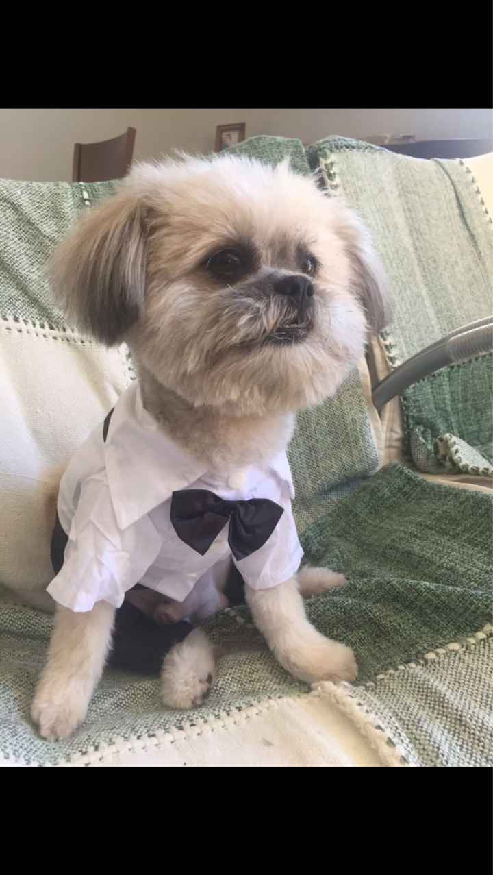 Roupa de festa para o dog 🐶 aliexpress - 1