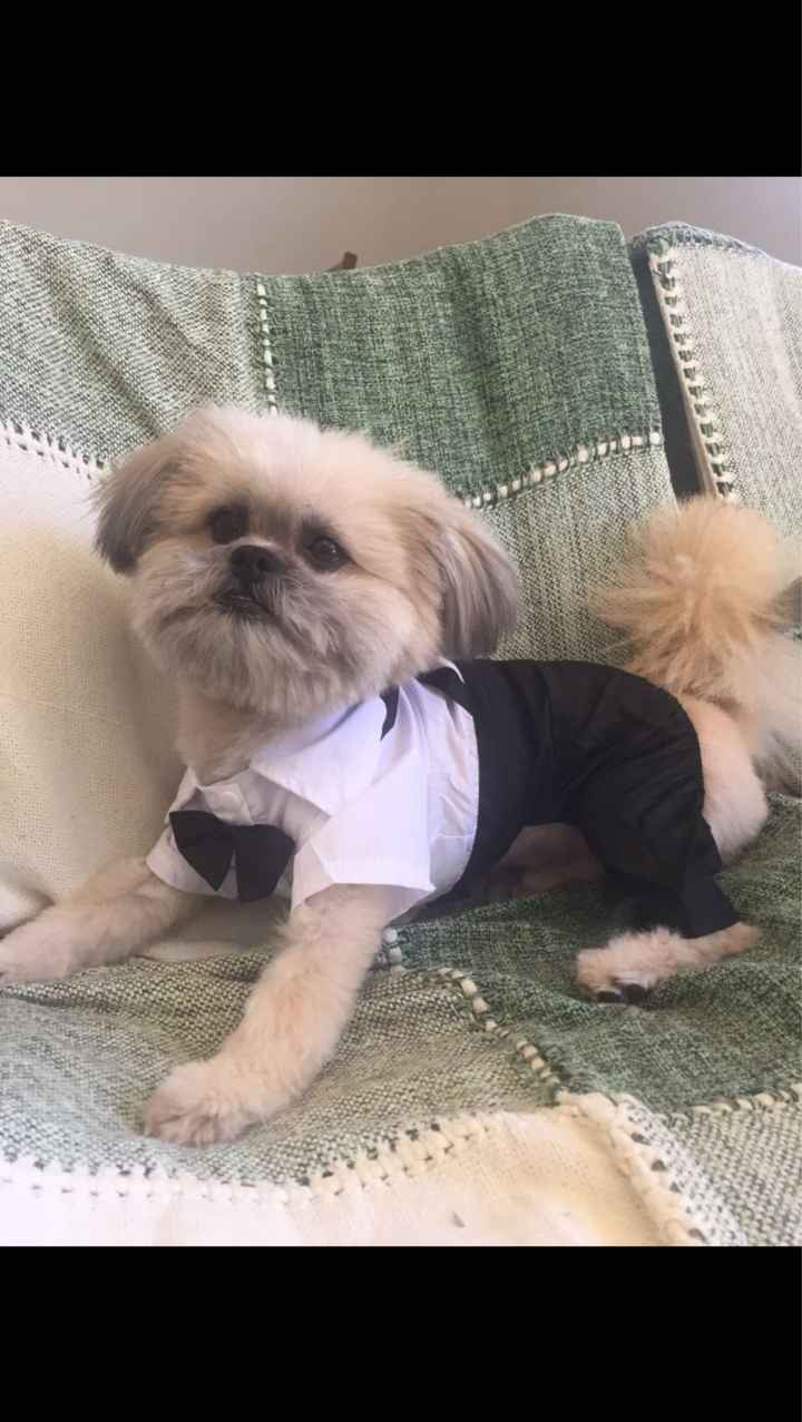 Roupa de festa para o dog 🐶 aliexpress - 2
