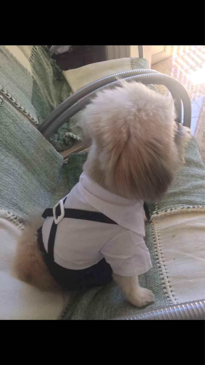 Roupa de festa para o dog 🐶 aliexpress - 3