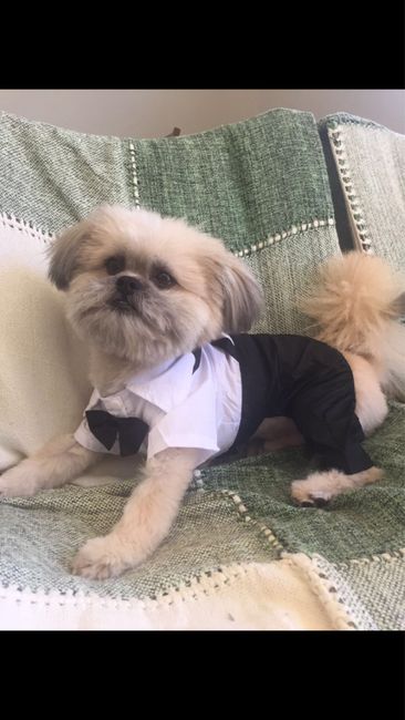 Roupa de festa para o dog 🐶 aliexpress - 2