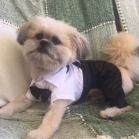 Roupa de festa para o dog 🐶 aliexpress - 2