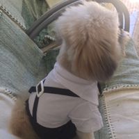 Roupa de festa para o dog 🐶 aliexpress - 3