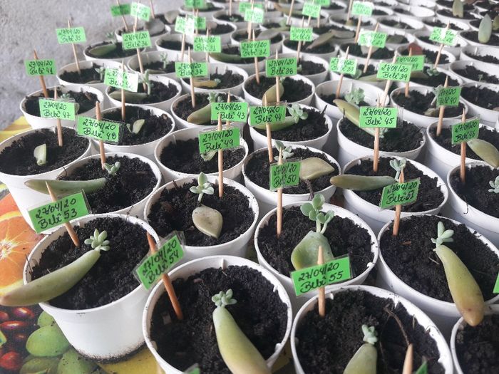 Cultivo de suculentas parte 1. 8