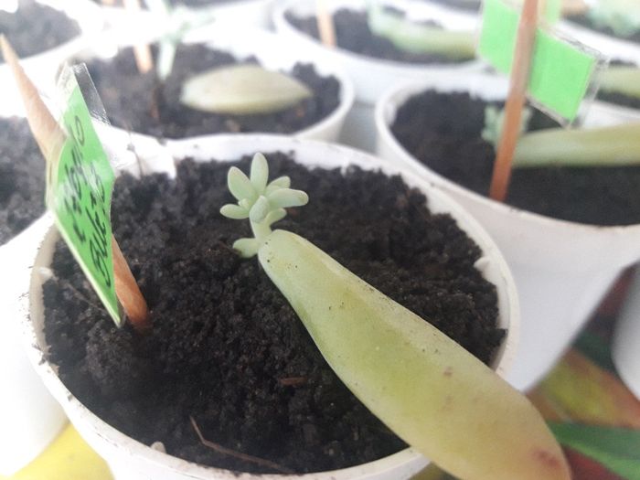 Cultivo de suculentas parte 1. 9