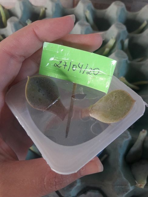 Cultivo de suculentas parte 1. 1