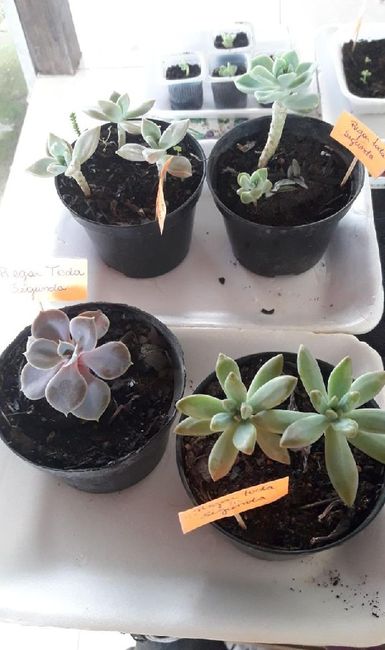 Cultivo de suculentas parte 1. - 2