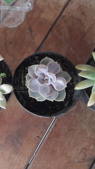 Cultivo de suculentas parte 2🌿 - 4
