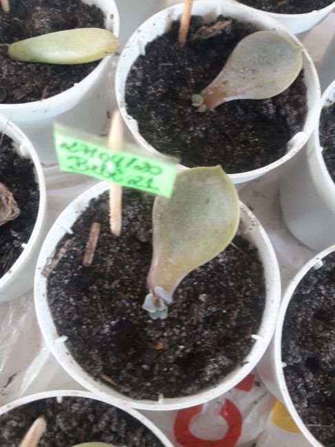 Cultivo de suculentas #parte6 🌱 2