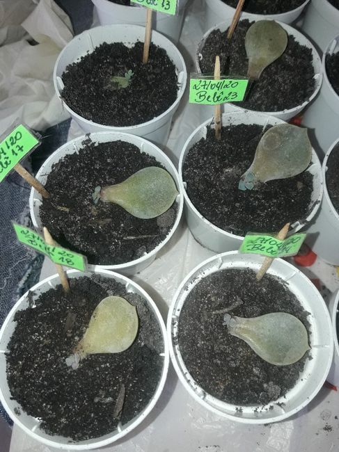 Cultivo de suculentas #parte6 🌱 3