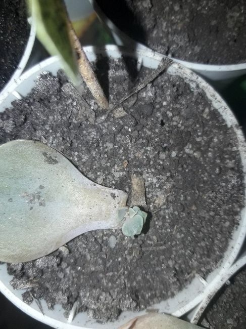 Cultivo de suculentas #parte6 🌱 4