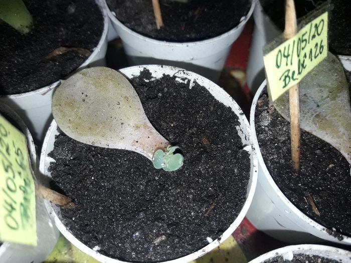 Cultivo de suculentas #parte6 🌱 5