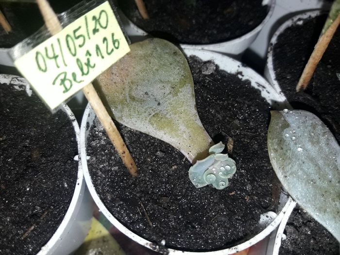 Cultivo de suculentas #parte6 🌱 6