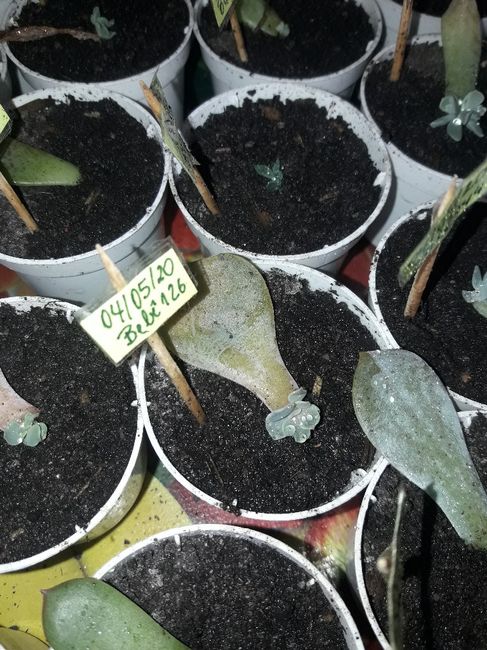 Cultivo de suculentas #parte6 🌱 7