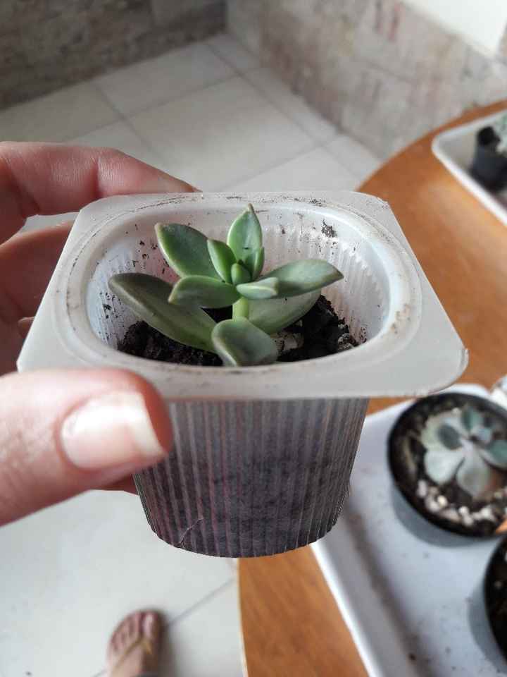 Cultivo de suculentas parte 3 🌱 - 3