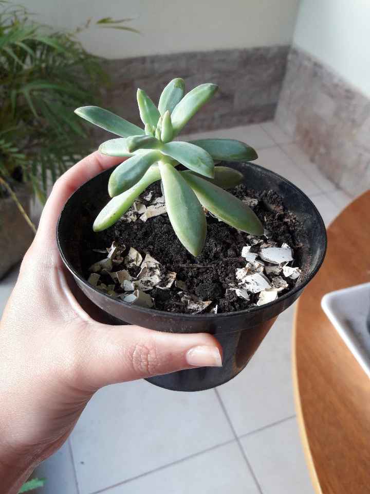 Cultivo de suculentas parte 3 🌱 - 7