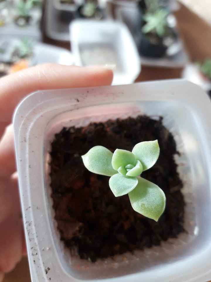 Cultivo de suculentas parte 3 🌱 - 10