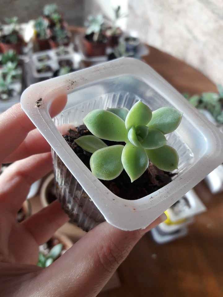 Cultivo de suculentas parte 3 🌱 - 13
