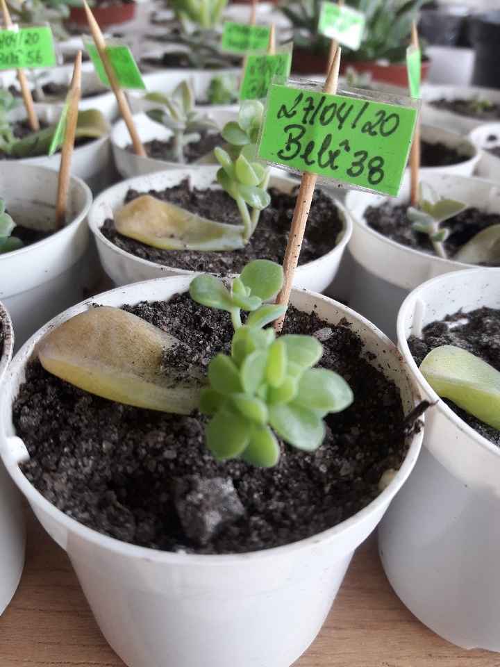 Cultivo de suculentas #parte5 🌱 - 3