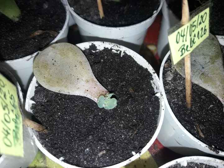 Cultivo de suculentas #parte6 🌱 - 5