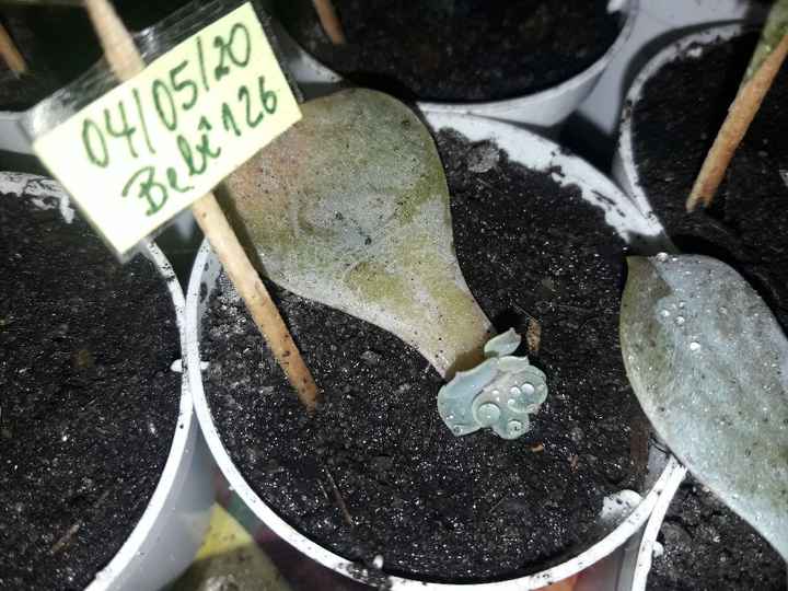 Cultivo de suculentas #parte6 🌱 - 6