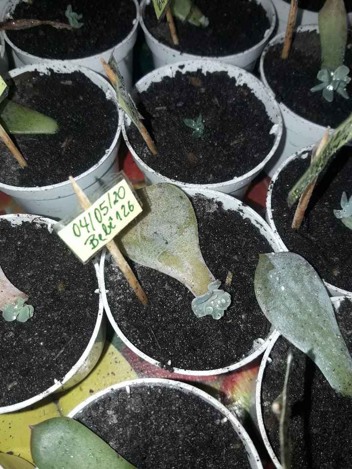 Cultivo de suculentas #parte6 🌱 - 7