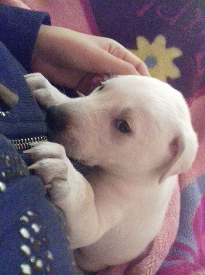 Apresento a vocês, nosso filho 🐶💙 #vemver! - 1