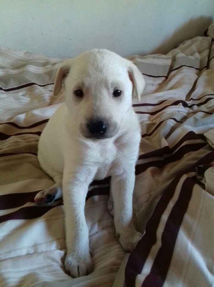 Apresento a vocês, nosso filho 🐶💙 #vemver! - 2