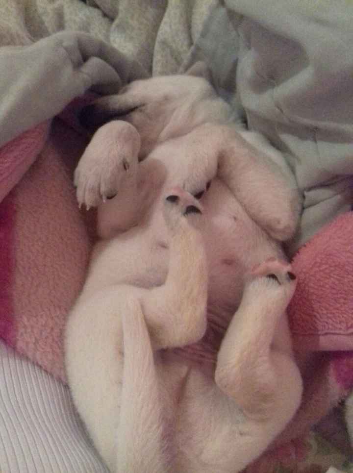 Apresento a vocês, nosso filho 🐶💙 #vemver! - 4