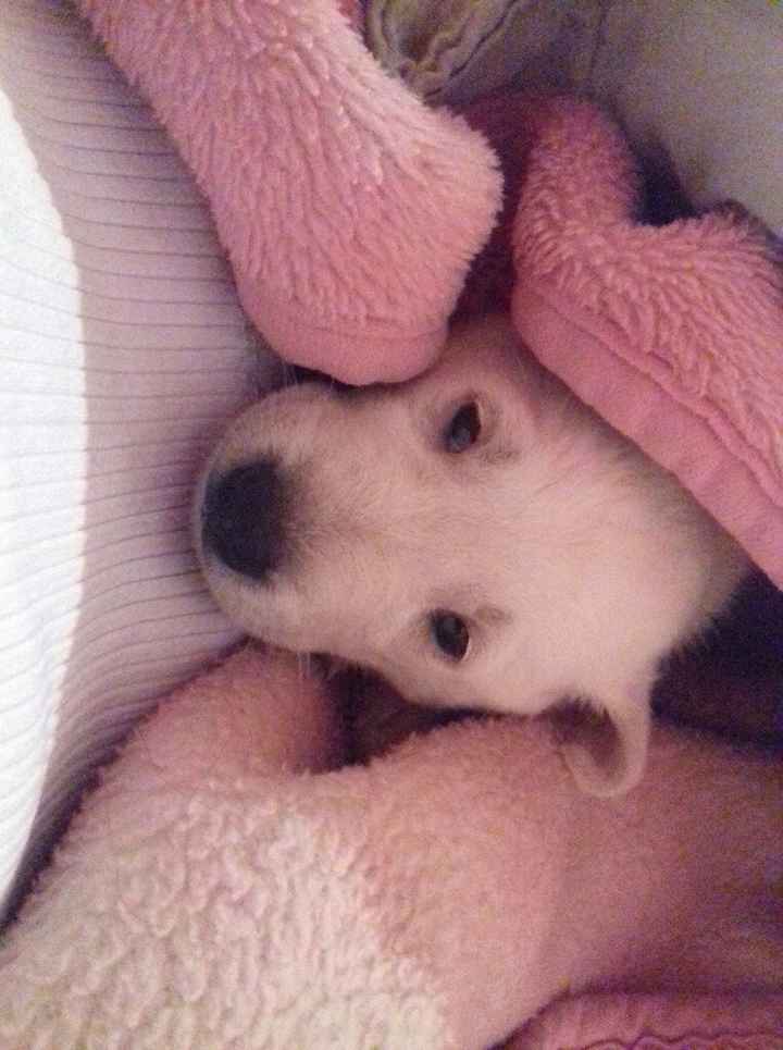 Apresento a vocês, nosso filho 🐶💙 #vemver! - 5