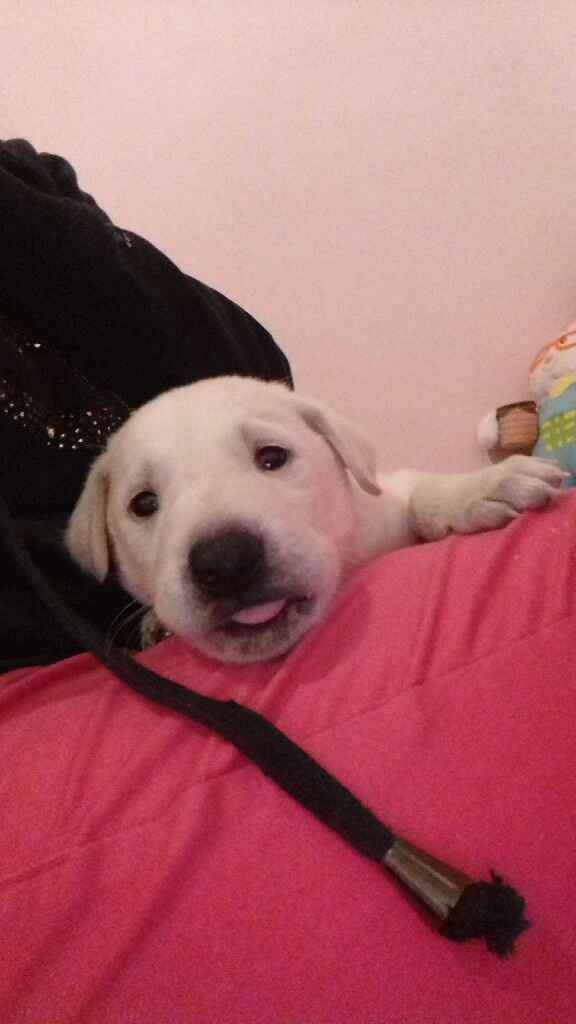 Apresento a vocês, nosso filho 🐶💙 #vemver! - 7