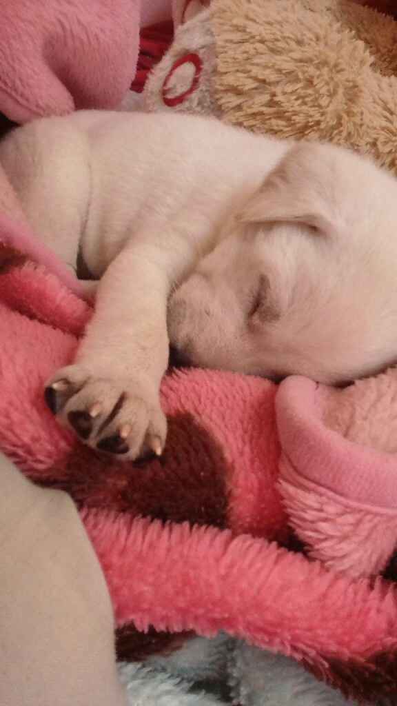 Apresento a vocês, nosso filho 🐶💙 #vemver! - 9