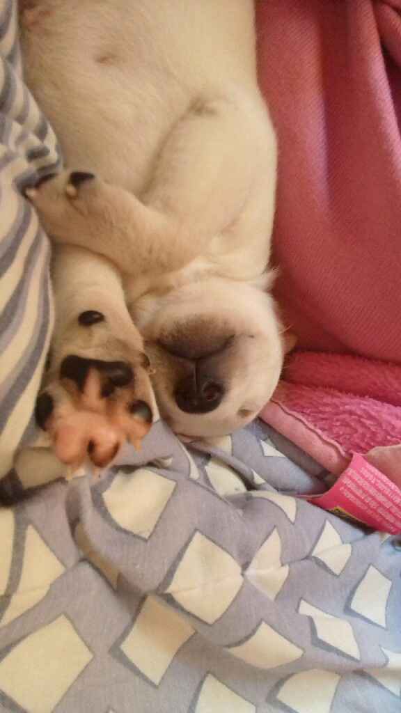 Apresento a vocês, nosso filho 🐶💙 #vemver! - 10