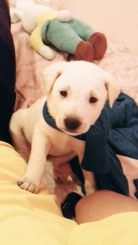 Apresento a vocês, nosso filho 🐶💙 #vemver! - 11