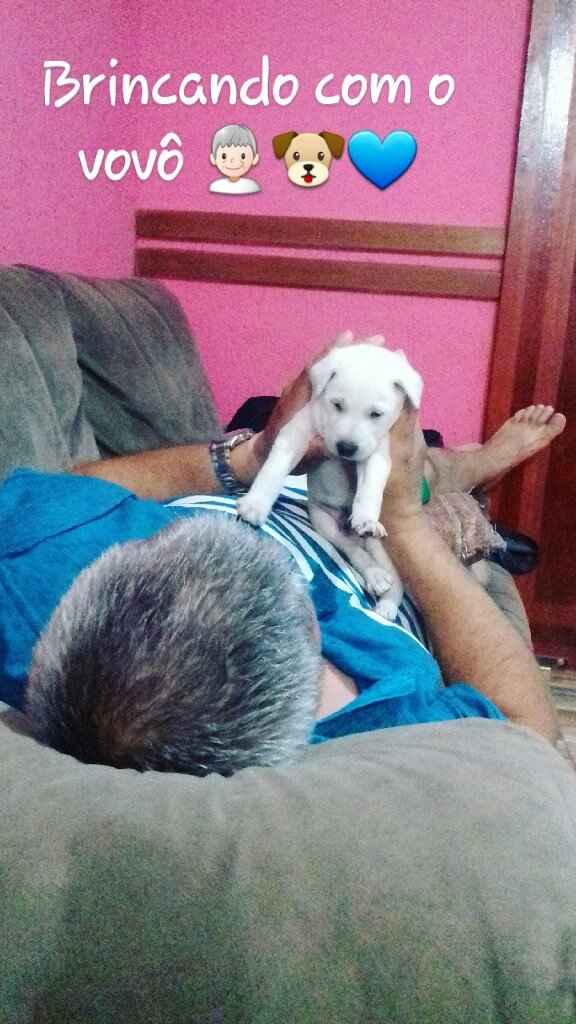 Apresento a vocês, nosso filho 🐶💙 #vemver! - 16