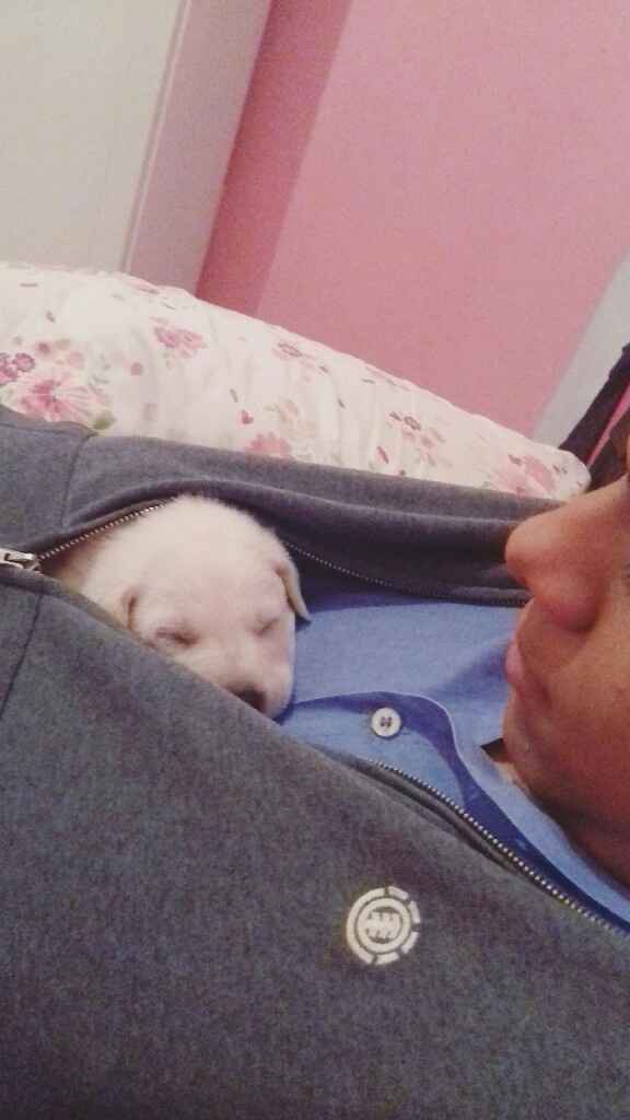Apresento a vocês, nosso filho 🐶💙 #vemver! - 21