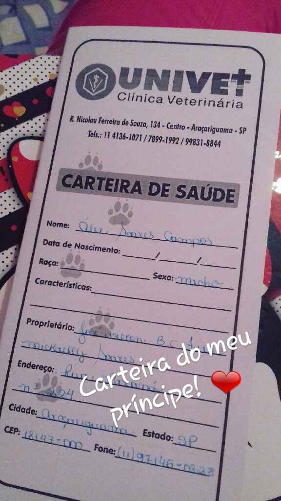 Apresento a vocês, nosso filho 🐶💙 #vemver! - 22