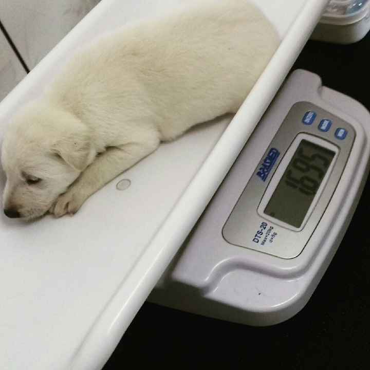 Apresento a vocês, nosso filho 🐶💙 #vemver! - 23
