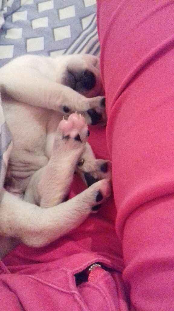 Apresento a vocês, nosso filho 🐶💙 #vemver! - 24
