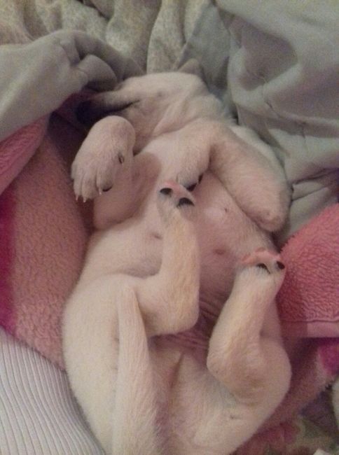 Apresento a vocês, nosso filho 🐶💙 #vemver! - 4