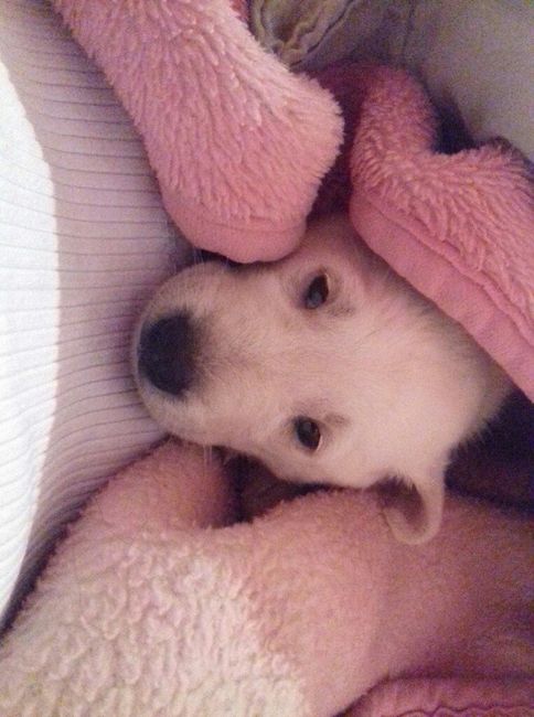 Apresento a vocês, nosso filho 🐶💙 #vemver! - 5