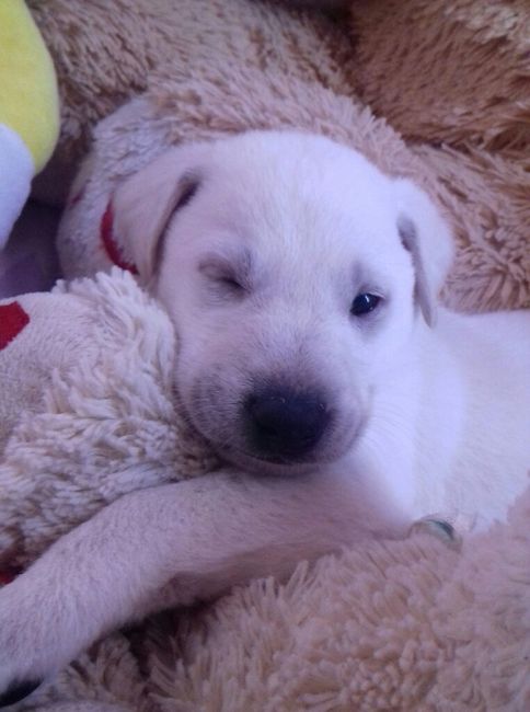 Apresento a vocês, nosso filho 🐶💙 #vemver! - 6
