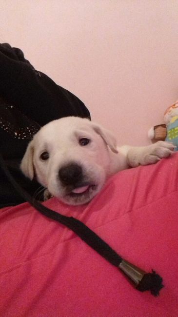 Apresento a vocês, nosso filho 🐶💙 #vemver! - 7