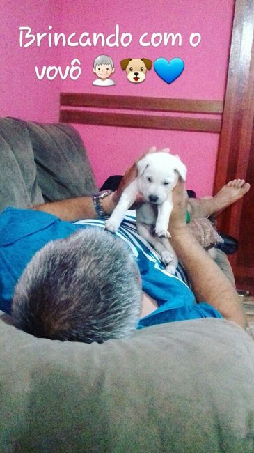 Apresento a vocês, nosso filho 🐶💙 #vemver! - 16