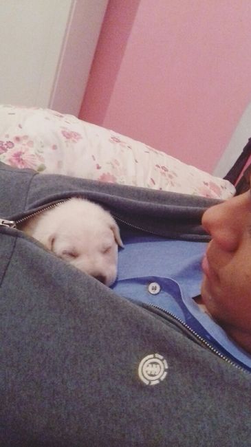 Apresento a vocês, nosso filho 🐶💙 #vemver! - 21